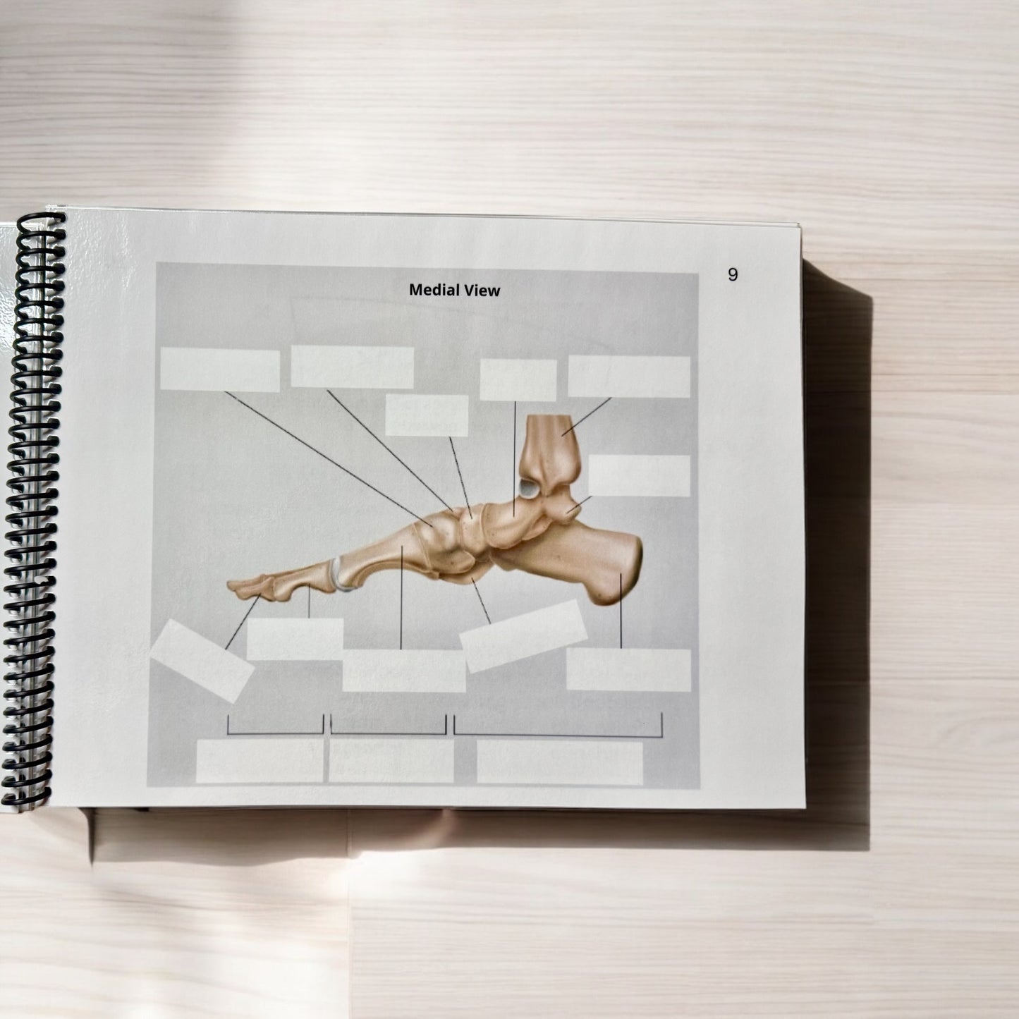 Anatomy Workbook