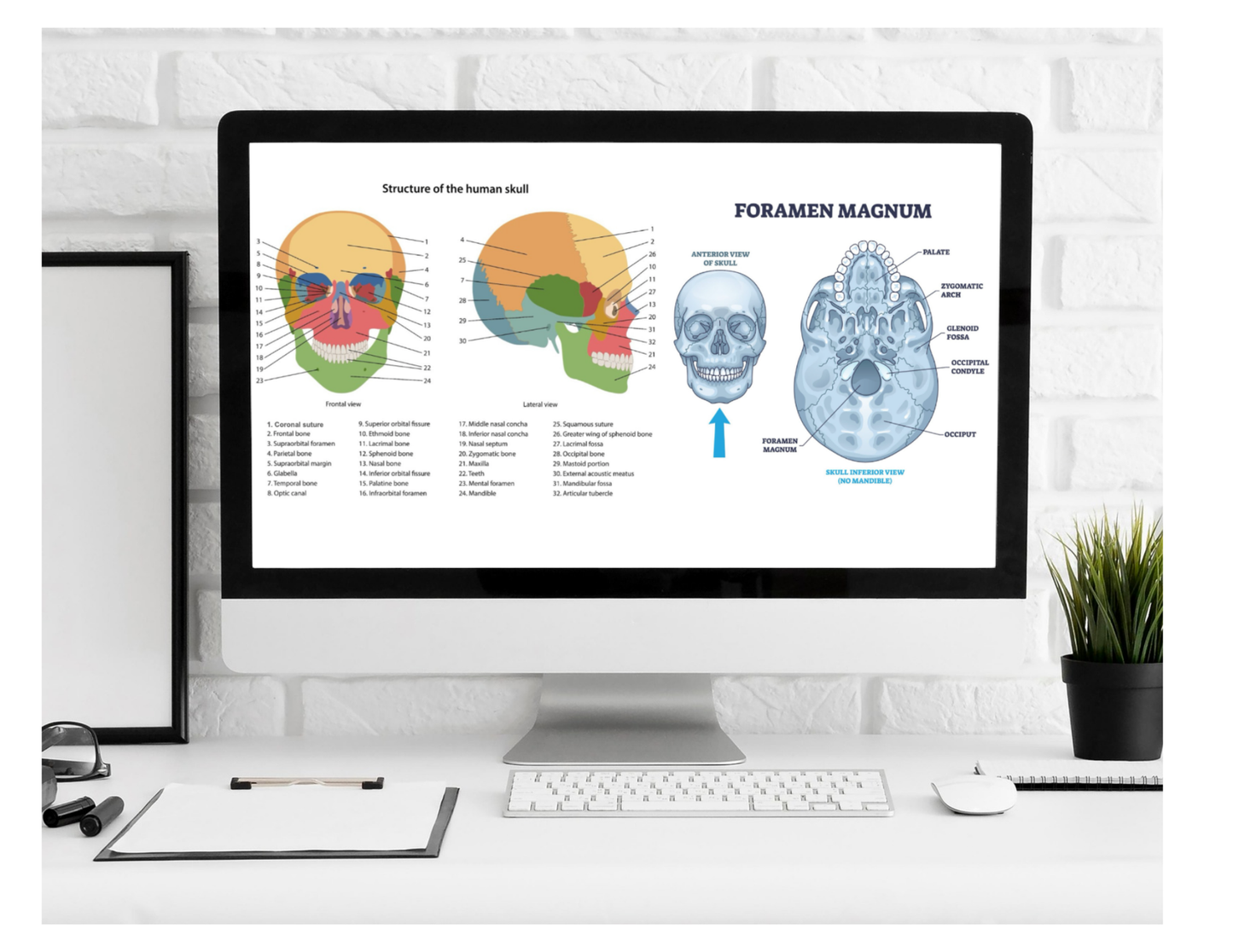 Anatomy Workbook (Digital)