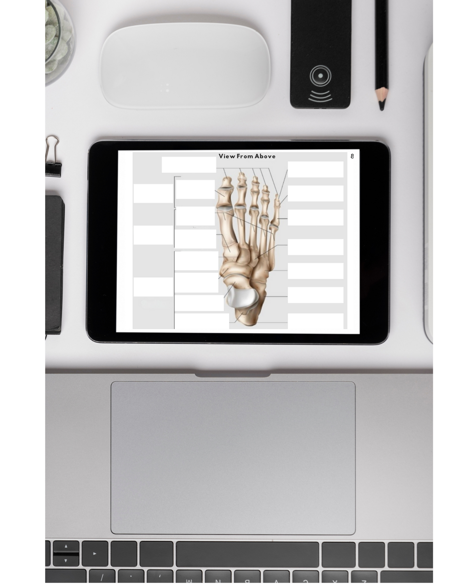 Anatomy Workbook (Digital)
