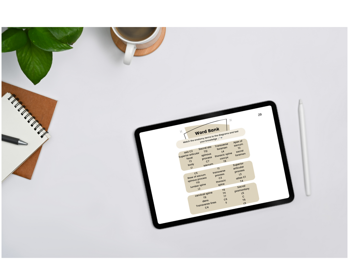 Anatomy Workbook (Digital)